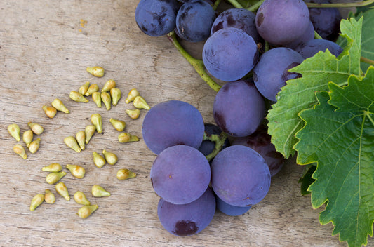 Grape Seed Extract