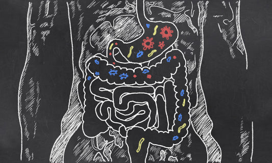 Digestion: Friendly Bacteria vs. Enzymes