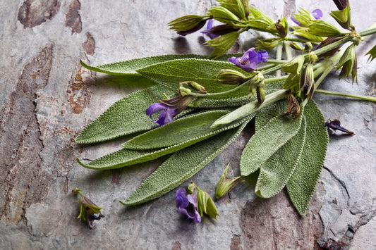Sage, Salvia Officinalis Much More than a Culinary Herb.