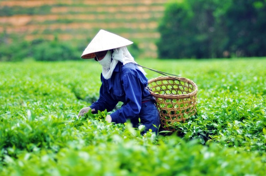 How is Green Tea Harvested?