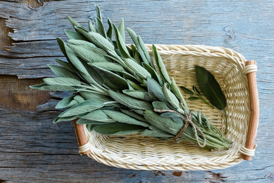 Sage: English Herb, Natural Health Promoter and Menopause Marvel