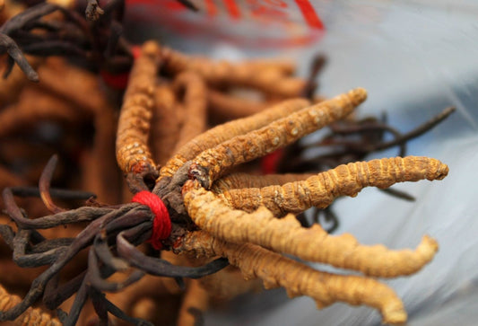 What is Cordyceps?
