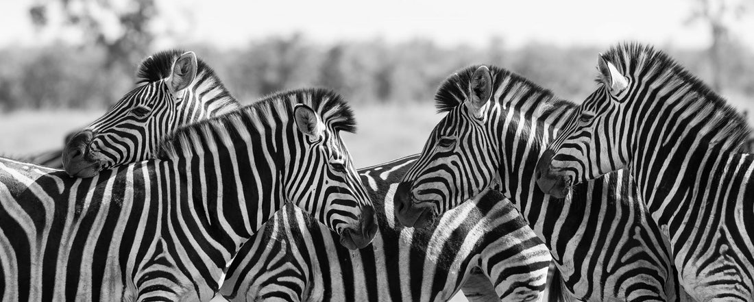 Paralympic Ambitions: Ehlers Danlos Syndrome-The Zebra Disease