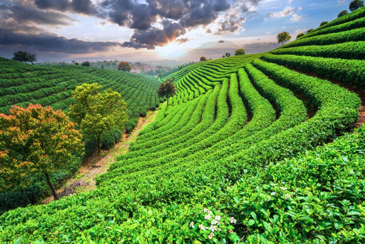 Going Green, The Cultivation of Green Tea