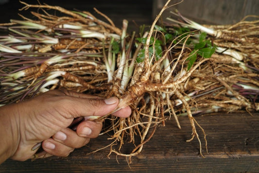 Dong Quai, The Angel Plant