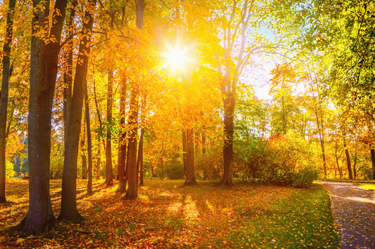 Fat Soluble Vitamin Series, Vitamin D