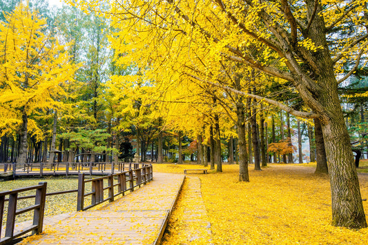 Ginkgo Biloba
