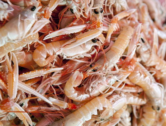 The Health Boost you Need, Chitosan