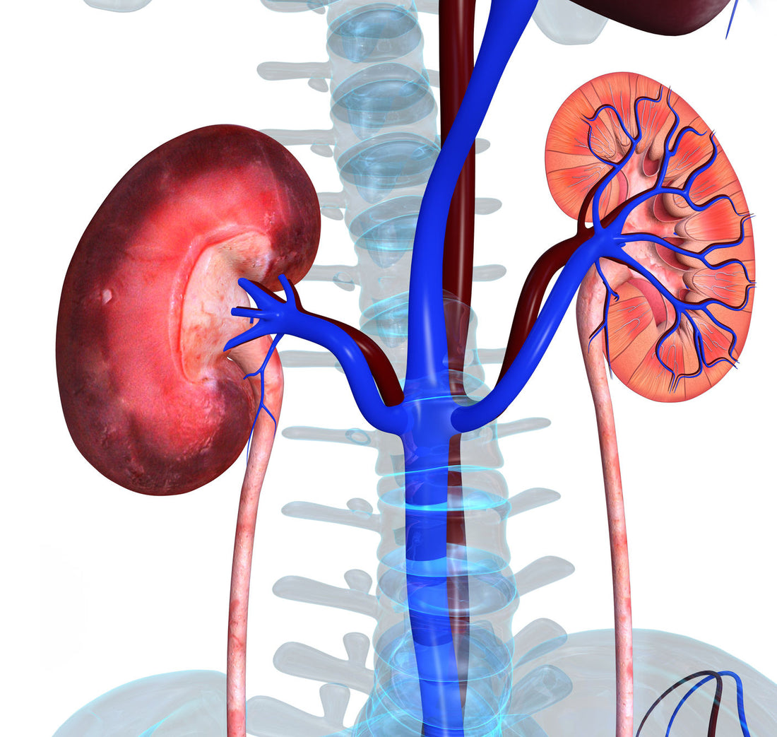 Lifestyle, Diet and Kidney Disease