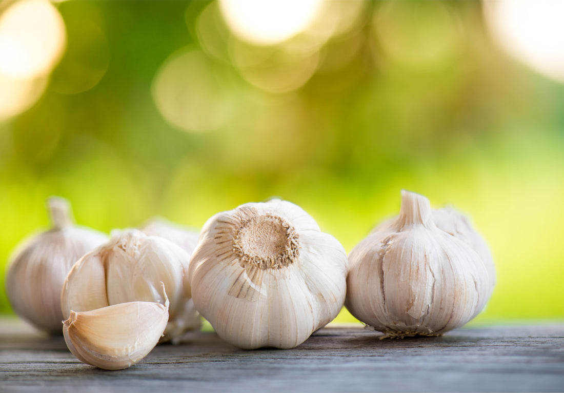 The Incredible Benefits of Garlic Extract