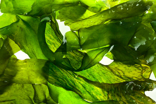 Sea Kelp: The wondrous food supplement